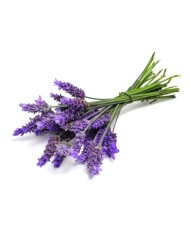 Prosyro - Lavender Syrup