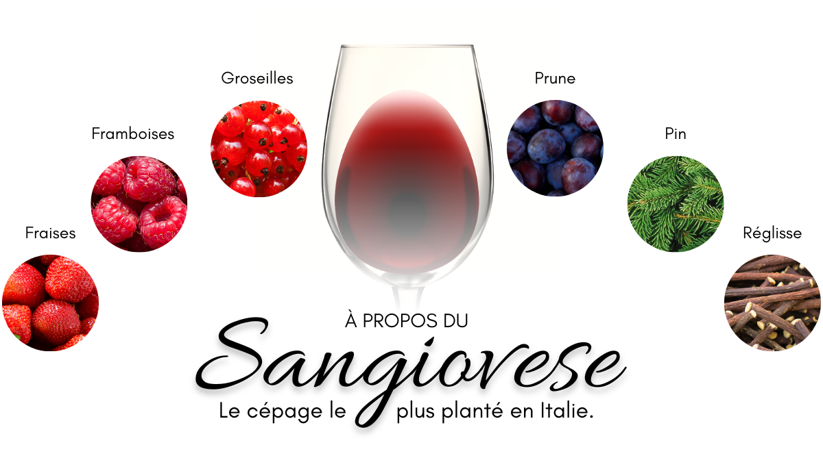 Le Sangiovese et ses arômes : fraises, framboises, groseilles, prune, pin et réglisse
