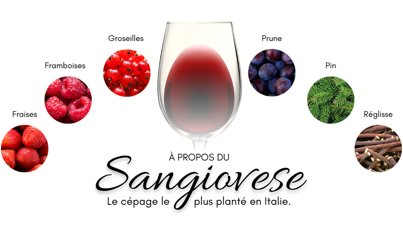 Le Sangiovese et ses arômes : fraises, framboises, groseilles, prune, pin et réglisse