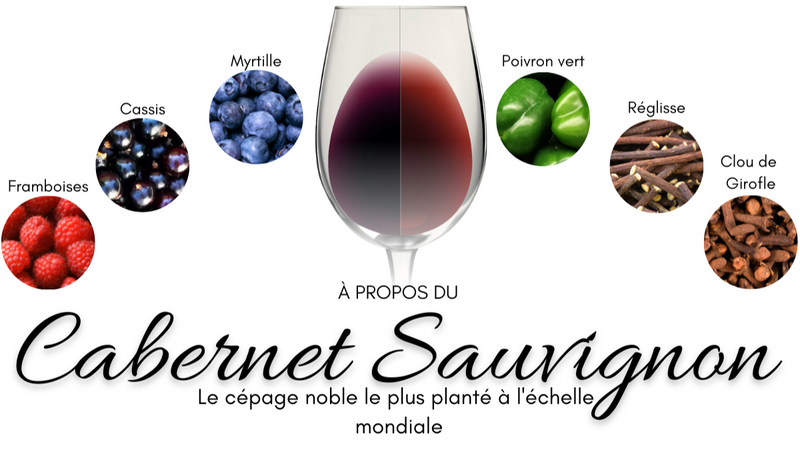 Le Cabernet Sauvignon et ses arômes : framboises, cassis, myrtille, poivron vert, réglisse et clou de girofle