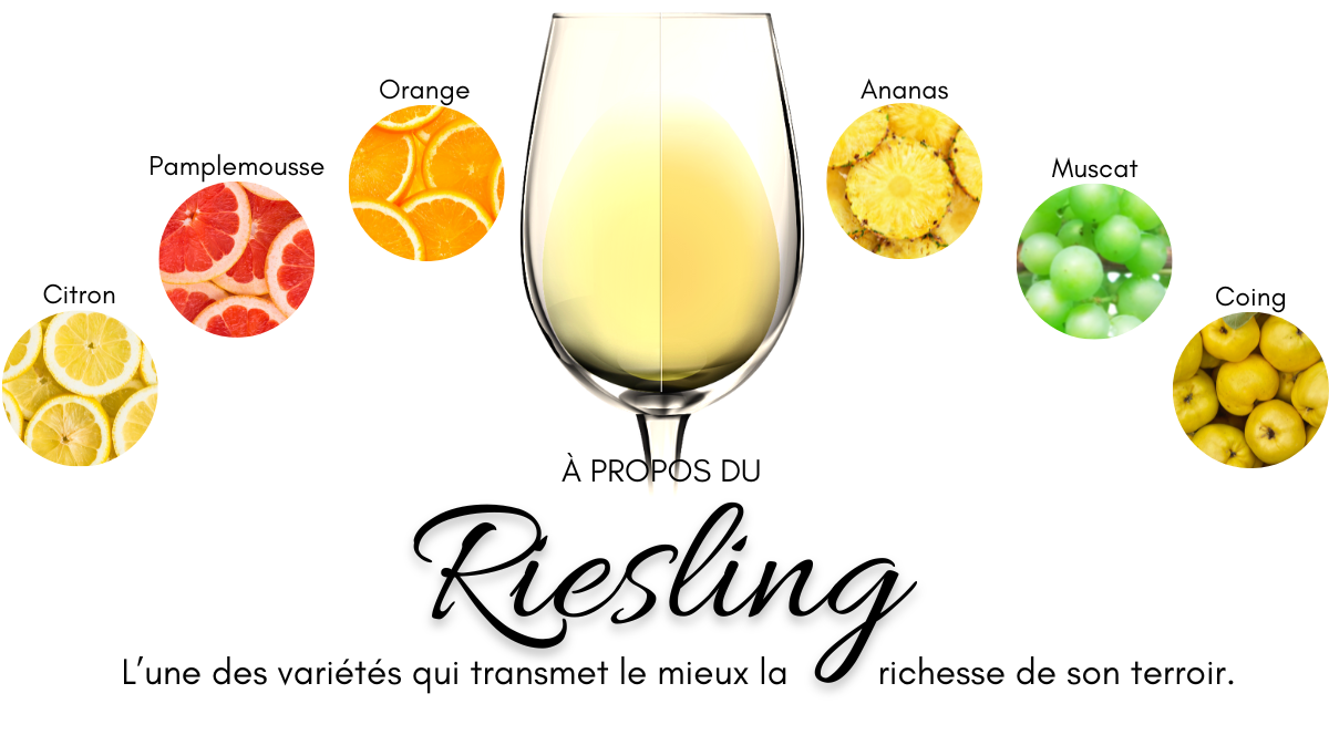 Le Riesling et ses arômes : citron, pamplemousse, orange, ananas, muscat et coing