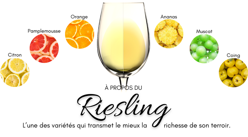 Le Riesling et ses arômes : citron, pamplemousse, orange, ananas, muscat et coing
