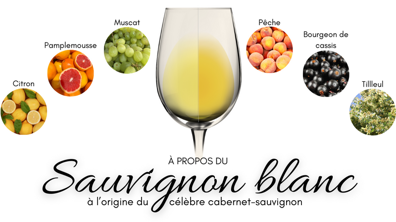 Le Sauvignon Blanc et ses arômes : citron, pamplemousse, muscat, pêche, bourgeon de cassis et tilleul