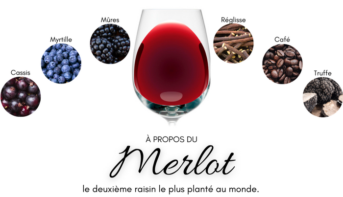 Do you know your grape varieties: Merlot